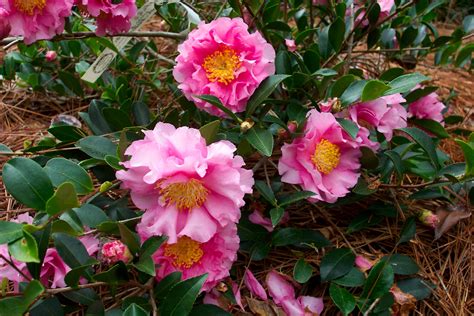 Bringing a Touch of Elegance to Your Fall Garden with Camellia sasanqua October Magic